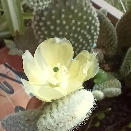 Apartamento Ilgattonero