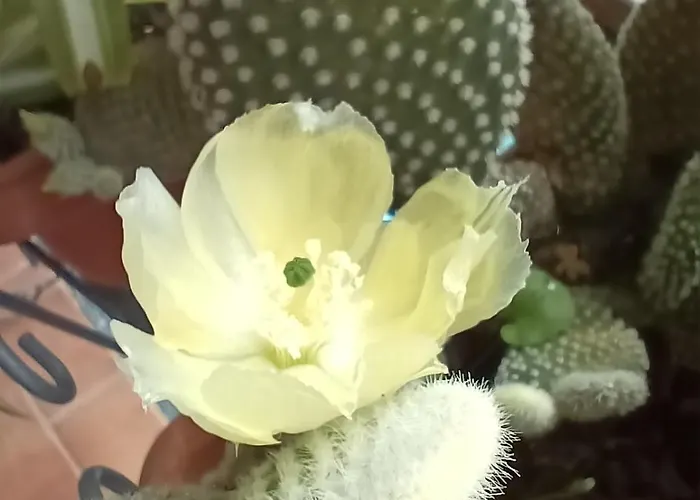 아파트 Ilgattonero